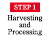 STEP1 Harvesting and Processing