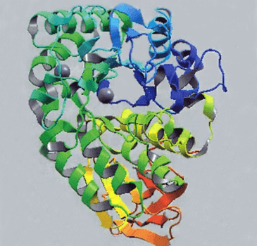 図12a.酵素（アミラーゼ）の立体構造