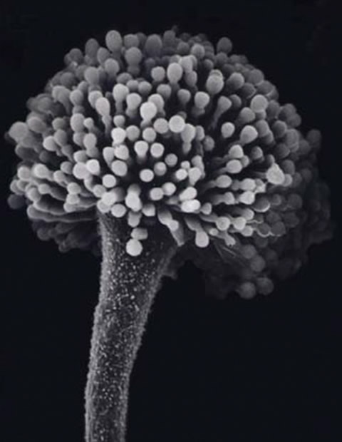 Aspergillus oryzae