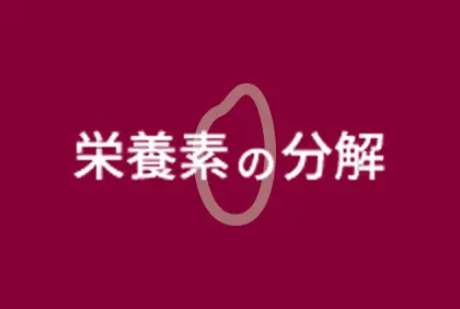 栄養素の分解