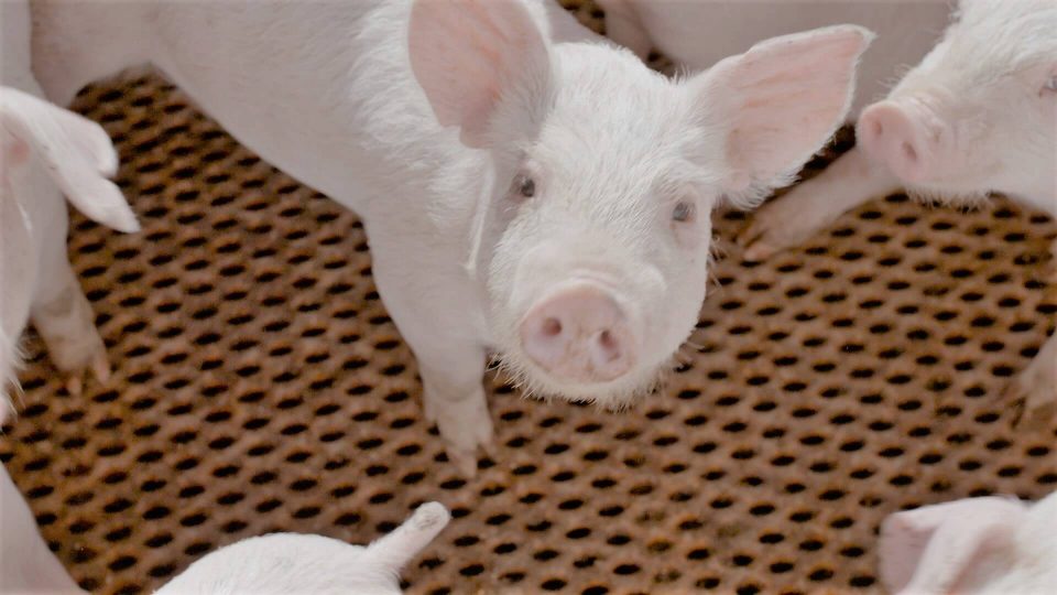 「恋する豚研究所」が注目した、おいしい豚を育てる発酵飼料とはどんな物？