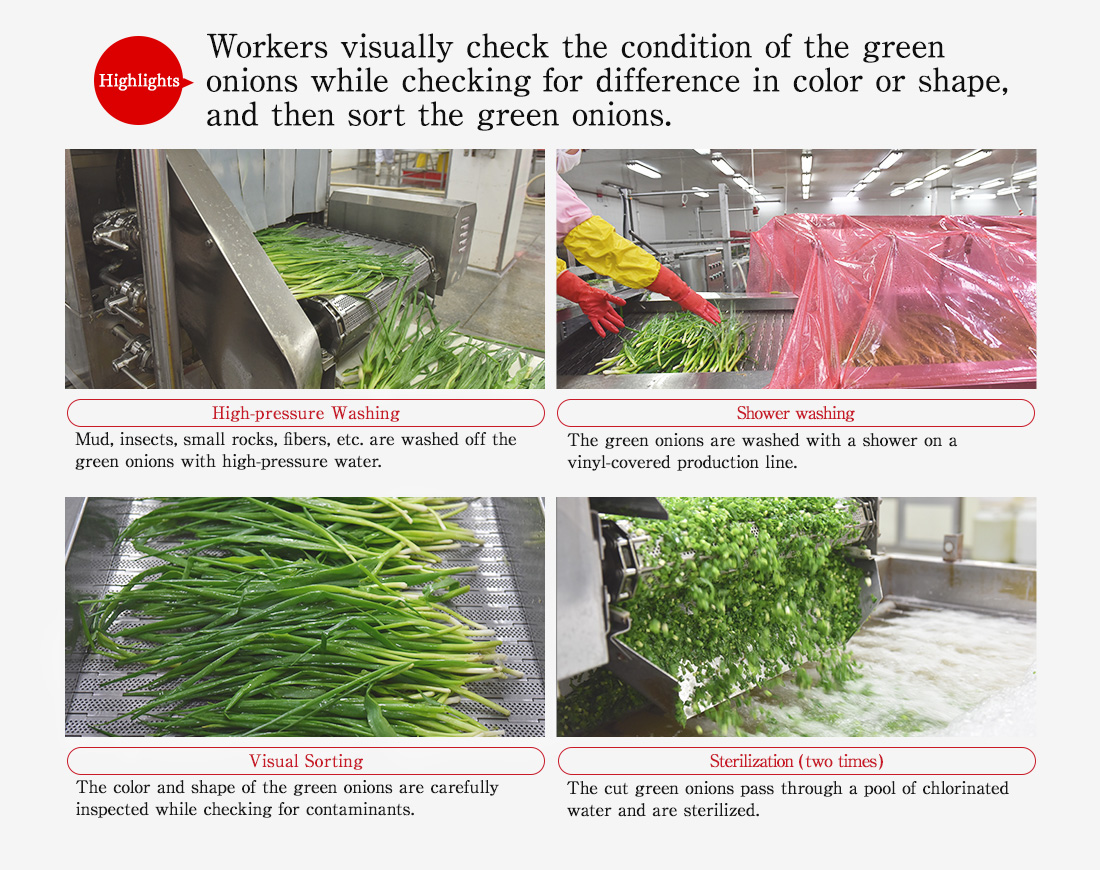 Highlights. Workers visually check the condition of the green onions while checking for difference in color or shape, and then sort the green onions. High-pressure Washing. Mud, insects, small rocks, fibers, etc. are washed off the green onions with high-pressure water. Shower washing.The green onions are washed with a shower on a vinyl-covered production line.Visual Sorting.The color and shape of the green onions are carefully inspected while checking for contaminants.Sterilization (two times). The cut green onions pass through a pool of chlorinated water and are sterilized.