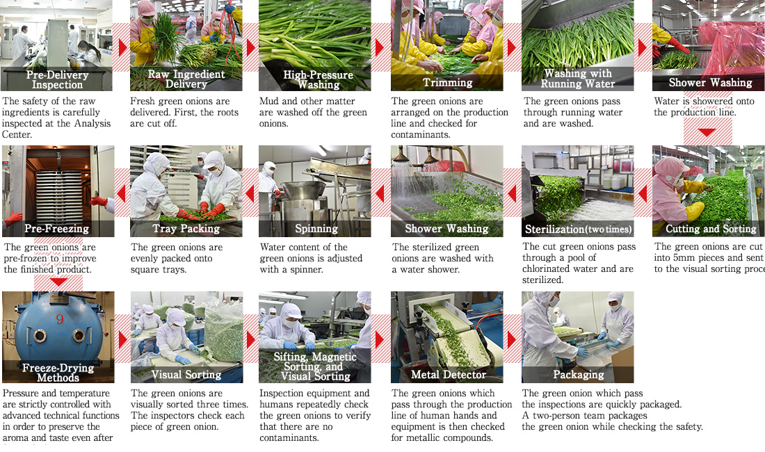 Confirmation of the freeze-dried green onion manufacturing process