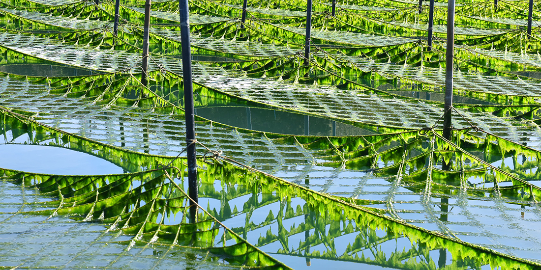 Harvesting and Processing