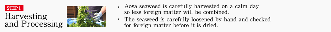STEP1 Harvesting and Processing. ・Aosa seaweed is carefully harvested on a calm day so less foreign matter will be combined. ・The seaweed is carefully loosened by hand and checked for foreign matter before it is dried. 