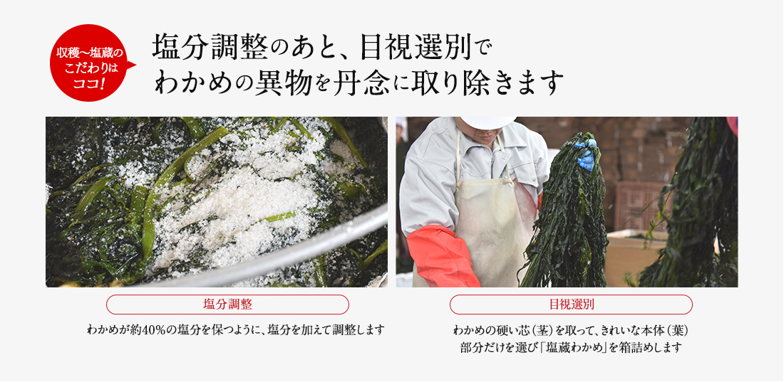 収穫〜塩蔵のこだわりはココ 塩分調整のあと、目視選別でわかめの異物を丹念に取り除きます