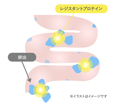 レジスタントプロテイン