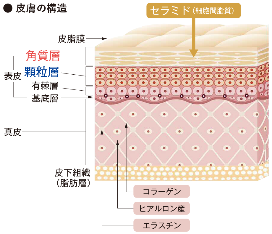 皮膚の構造