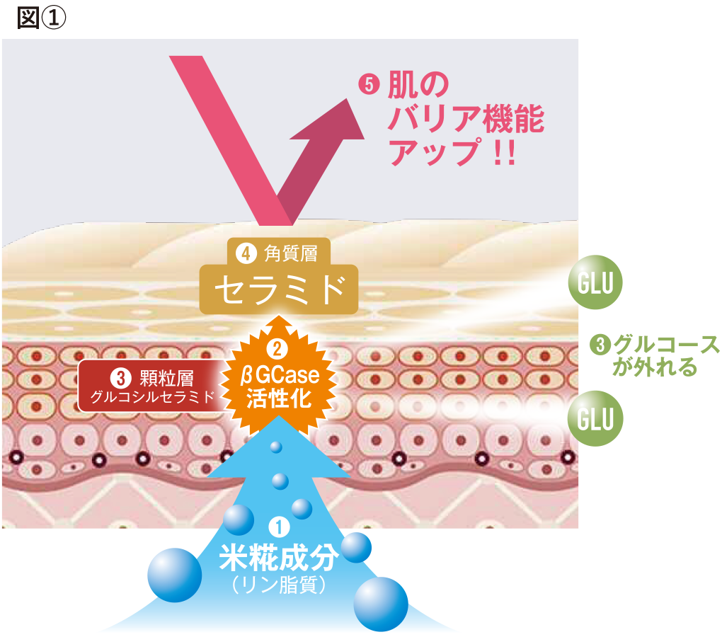 米糀の中の成分がセラミドを増やすメカニズム