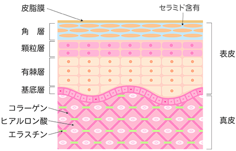 皮膚のバリア機能の改善