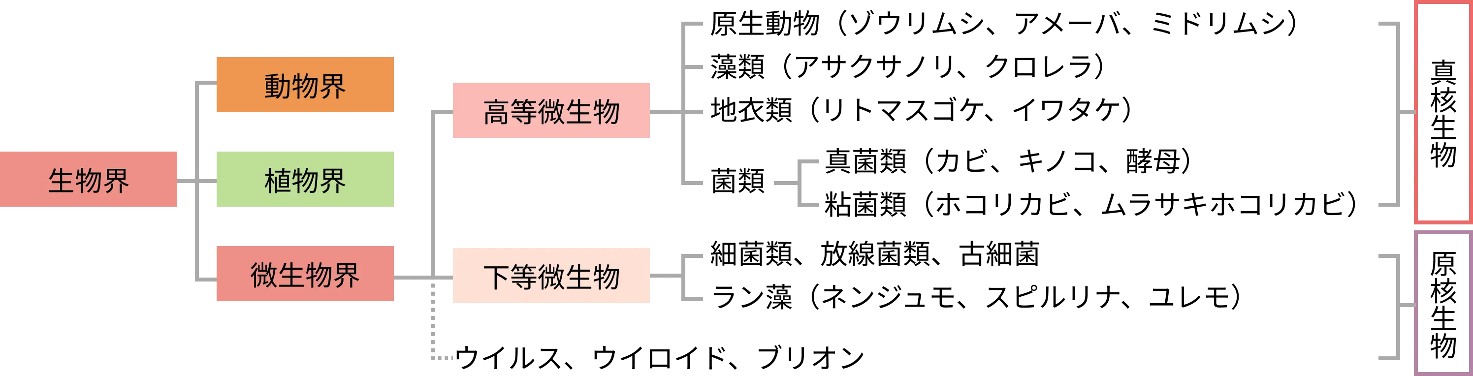 図2. 生物学的分類と微生物の種類