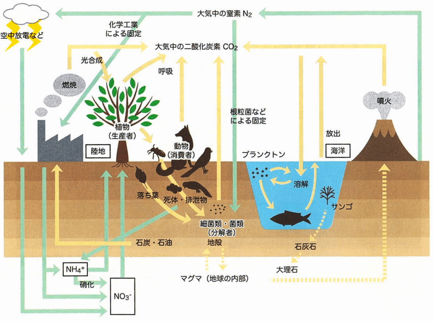 図3. 食物連鎖（窒素循環、炭素循環）