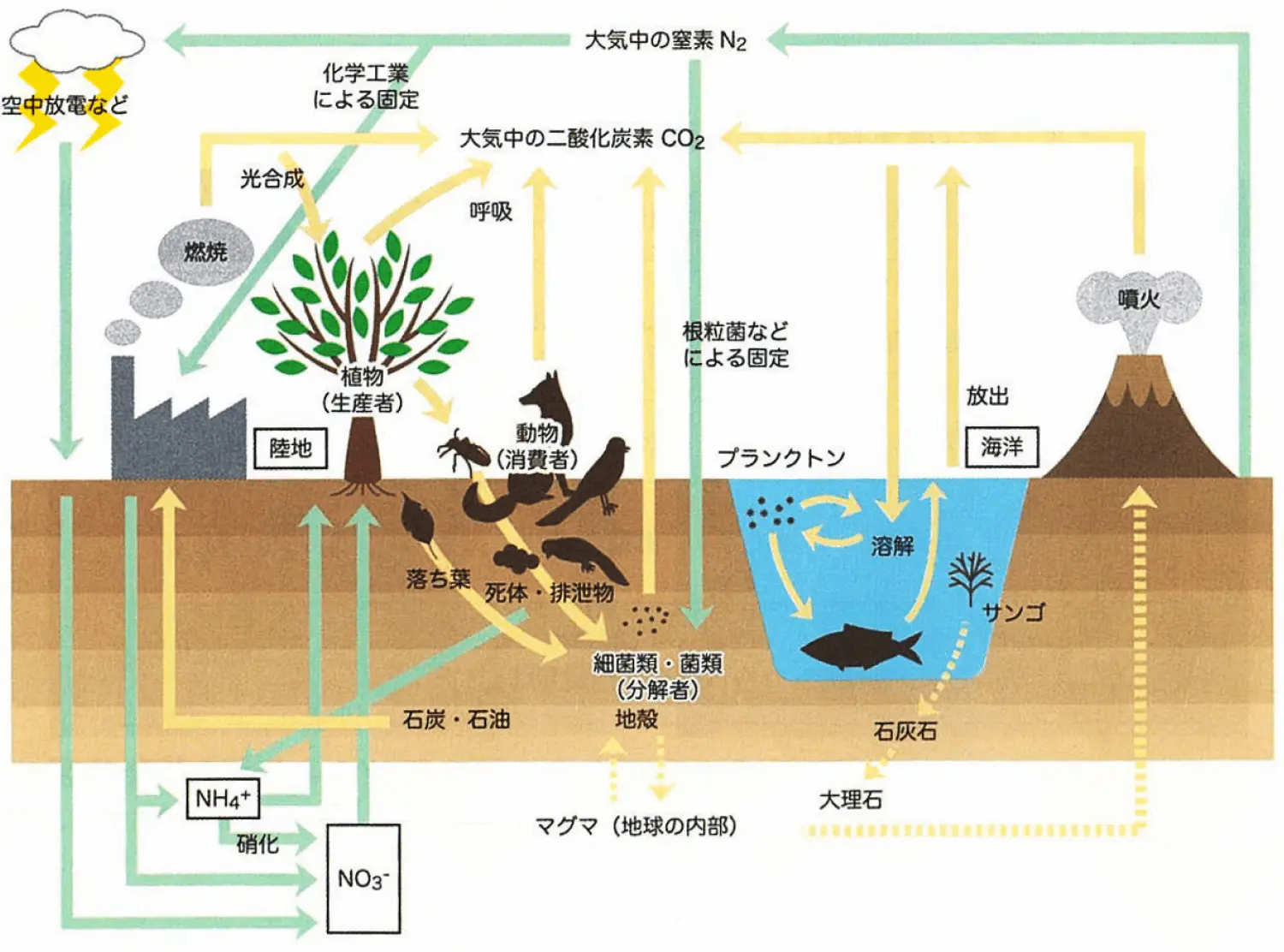 図3. 食物連鎖（窒素循環、炭素循環）