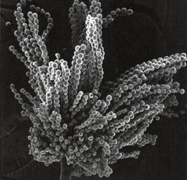図4. 麹菌の電子顕微鏡写真