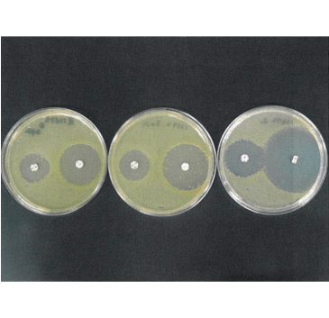 図7. 抗生物質による細菌の生育阻害