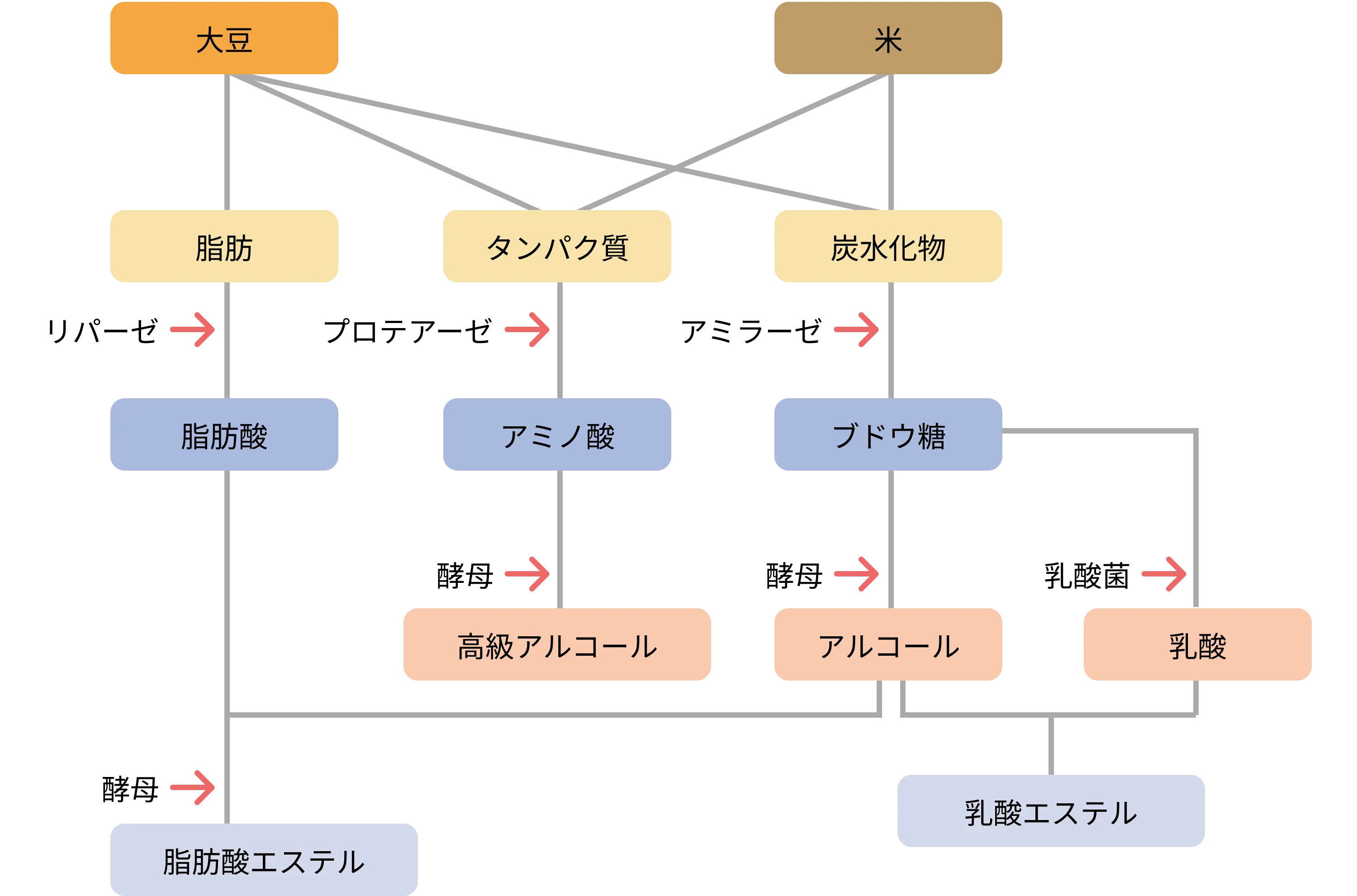 図11. 味噌の熟成中におこる成分の変化