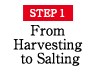 STEP1 From Harvesting to Salting